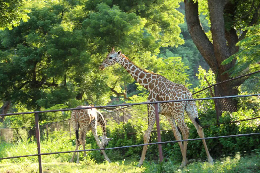 Giraffee at Indira Gandhi Zoological Park Visakhapatnam