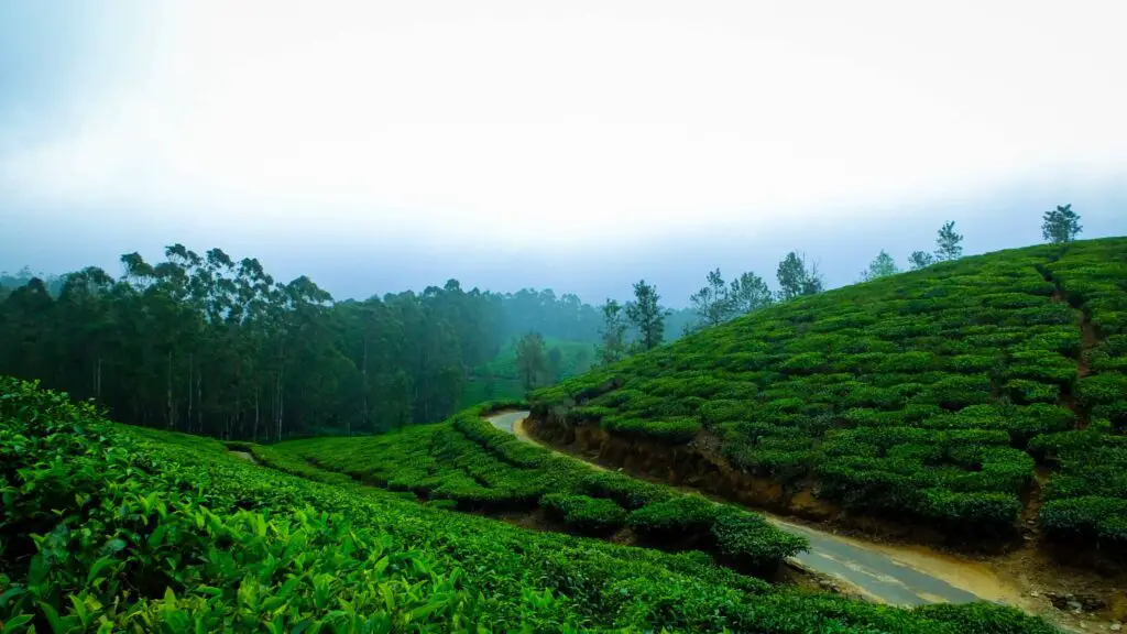 Coorg travellersofindia scaled 1