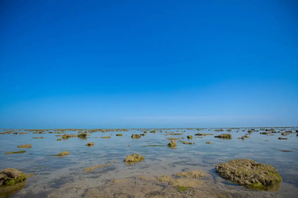 The Vast Expanse of Narara Sea Bed during Low Tide of Narara Marine National Park 1