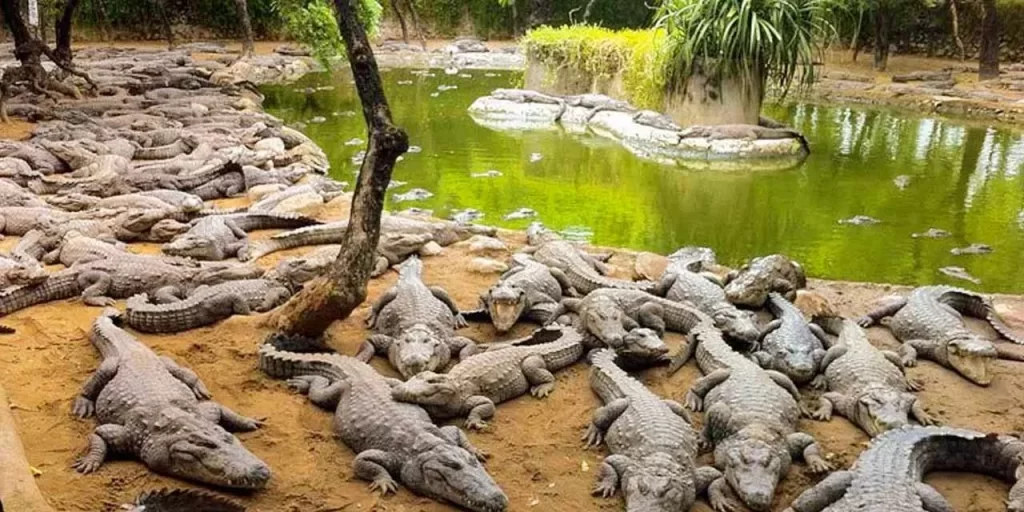 crocodile bank chennai tourism entry fee timings holidays reviews header