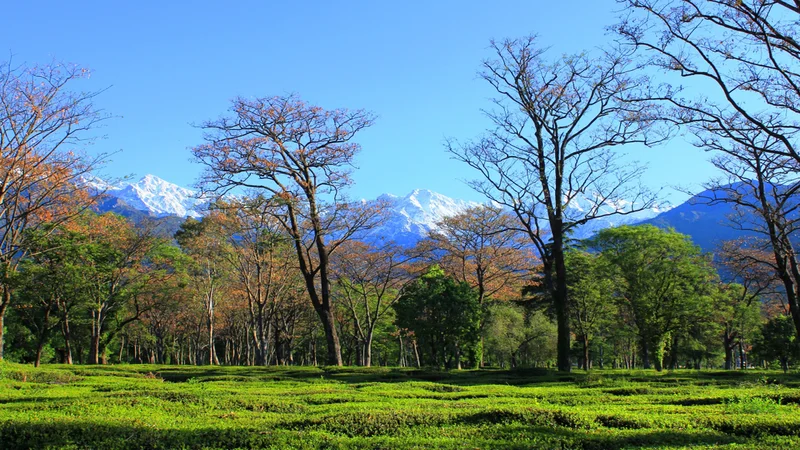 Is Dharamshala a Hill Station