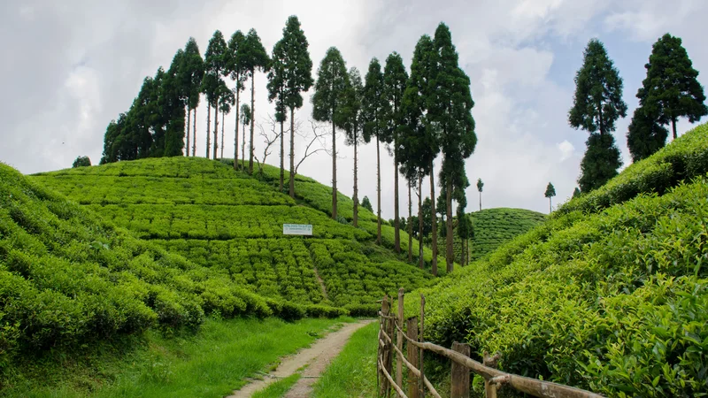 hill station in west bengal