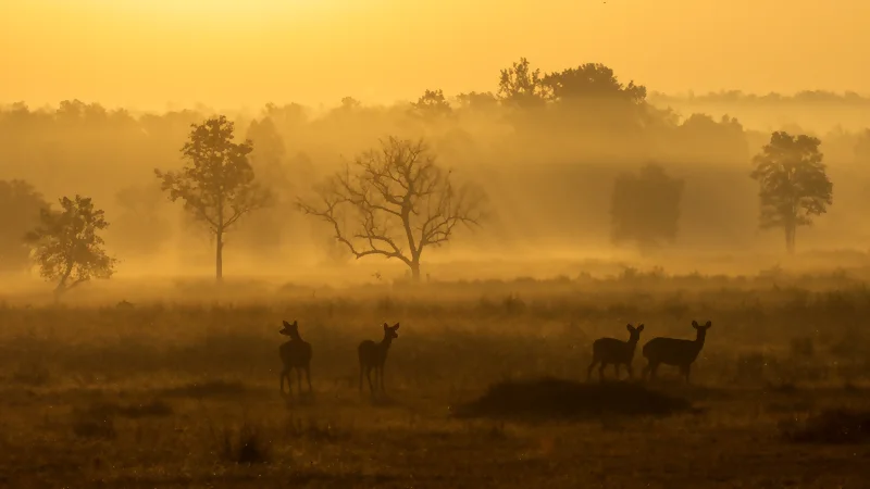 Hidden Gems in India