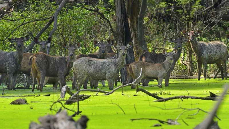 sukhna wildlife sanctuary chandigarh 1 musthead hero