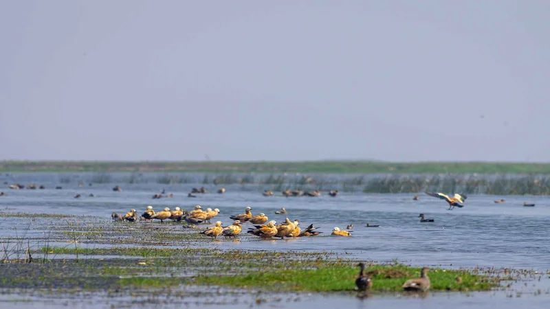 places to visit near chilika lake